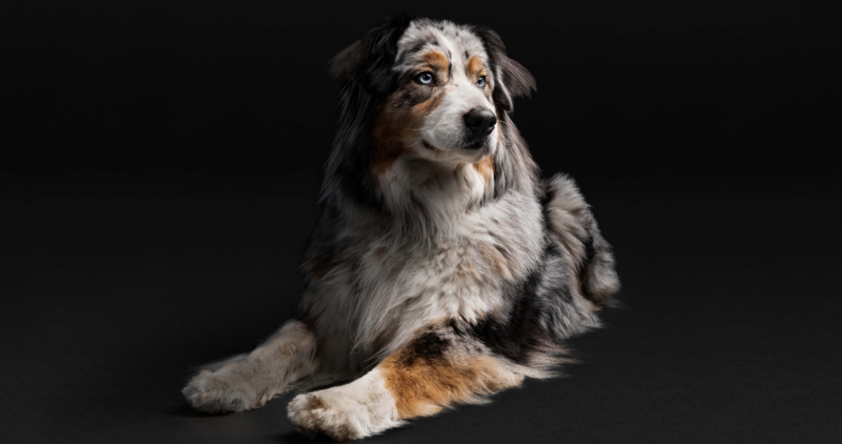 A partir de los 7 años los perros comienzan su etapa senior.